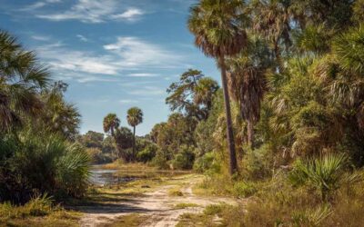 Bush Hogging South Daytona FL for Contractors