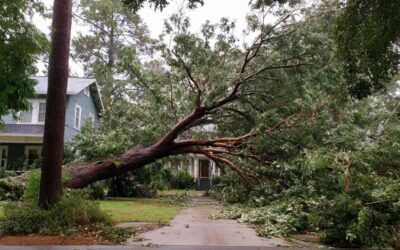 Hazardous Tree Removal in Holly Hill FL