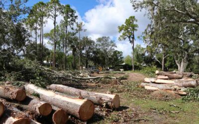 Tree Cutting New Smyrna FL for Site Prep