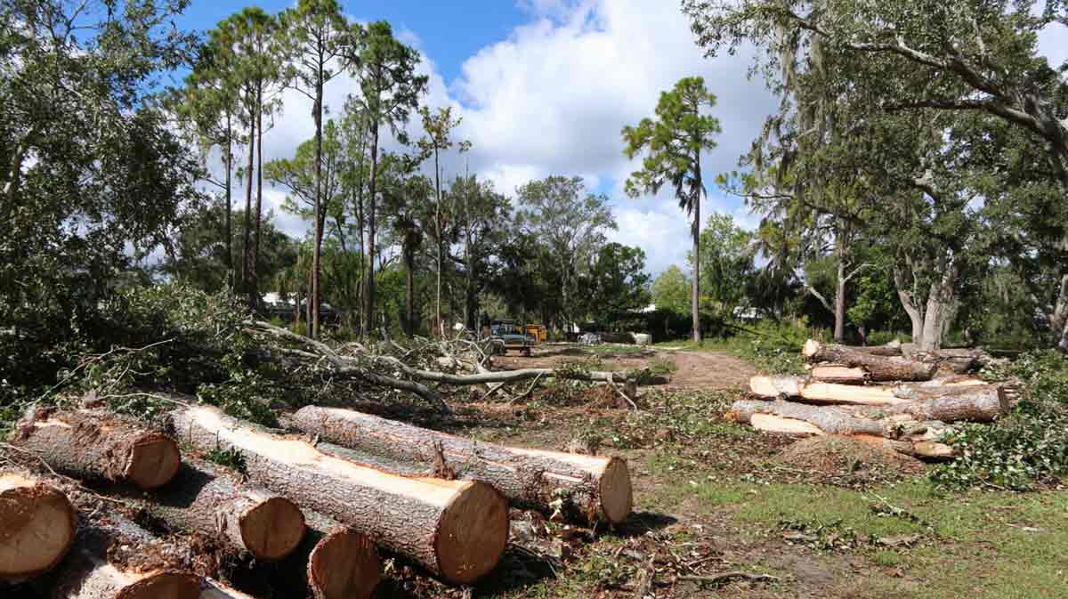 Tree Cutting New Smyrna FL for Site Prep | Florida Foliage | Tree Removal | Storm Tree Prep in Central FL