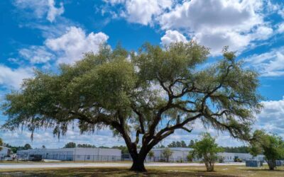 Tree Pruning Deltona FL for Commercial Yards