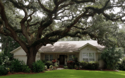 Tree Pruning in DeLand FL for Curb Appeal