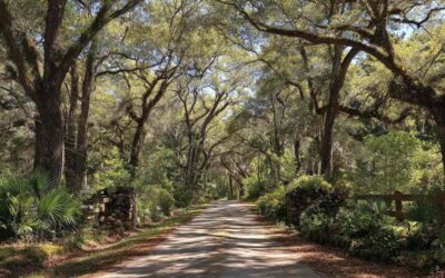 Tree Trimming Oak Hill FL for Residential Lots