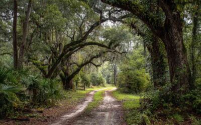 Bush Hogging Osteen FL for Property Cleanups