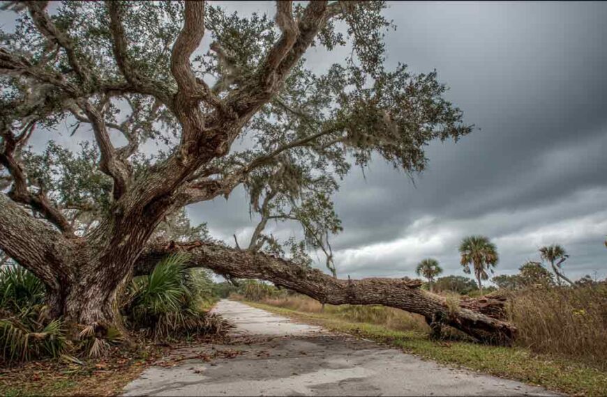 Crane Tree Removal Seville FL for Safety Hazards | Tree Removal | Storm Tree Prep in Central FL