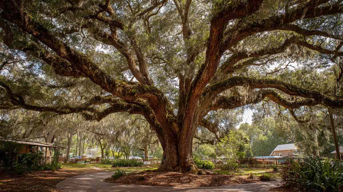 Large Tree Removal for Estates in DeLand FL | Florida Foliage | Tree Removal | Storm Tree Prep in Central FL