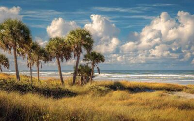 Palm Pruning Ponce Inlet FL for Properties