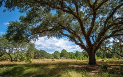 Permit Tree Removal in DeBary FL Made Easy