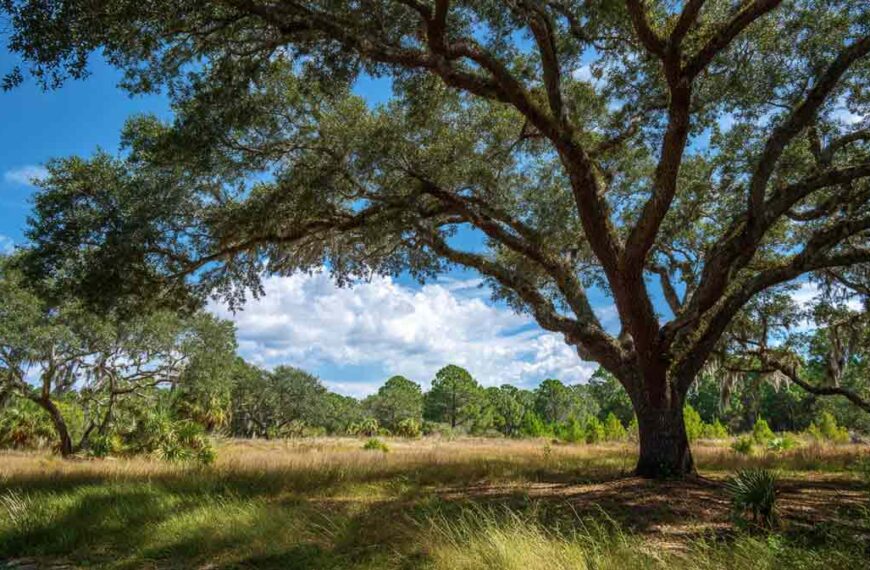 Permit Tree Removal in DeBary FL Made Easy | Florida Foliage | Tree Removal | Storm Tree Prep in Central FL