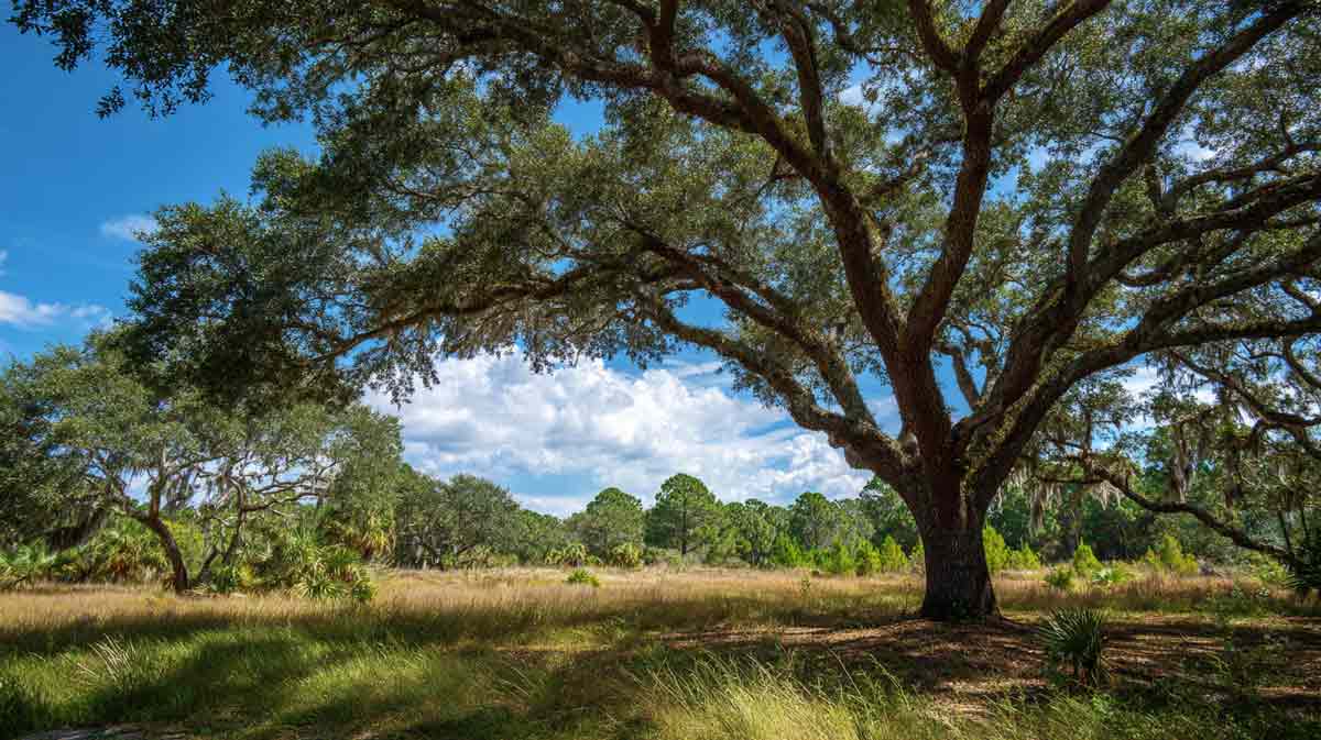 Permit Tree Removal in DeBary FL Made Easy | Florida Foliage | Tree Removal | Storm Tree Prep in Central FL