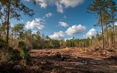 Tree Cutting Lake Helen FL for Lot Prep