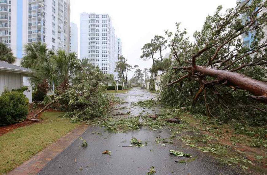 Tree Debris Hauling Daytona Beach FL Projects | Florida Foliage | Tree Removal | Storm Tree Prep in Central FL