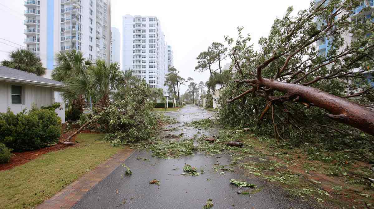 Tree Debris Hauling Daytona Beach FL Projects | Florida Foliage | Tree Removal | Storm Tree Prep in Central FL