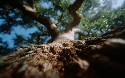 Arborist Reports Ormond Beach, FL for City Permits