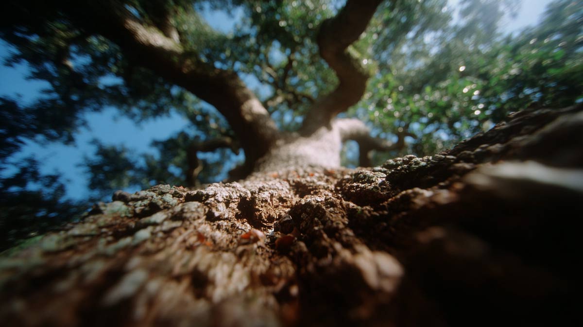 Arborist Reports Ormond Beach, FL for City Permits | Tree Trimming Services in Daytona Beach, FL | Florida Foliage | Tree Removal | Storm Tree Prep in Central FL