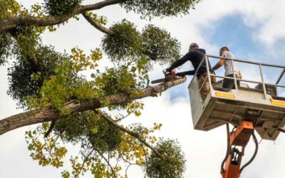 Best Tree Services in Daytona Beach, FL for Property Owners