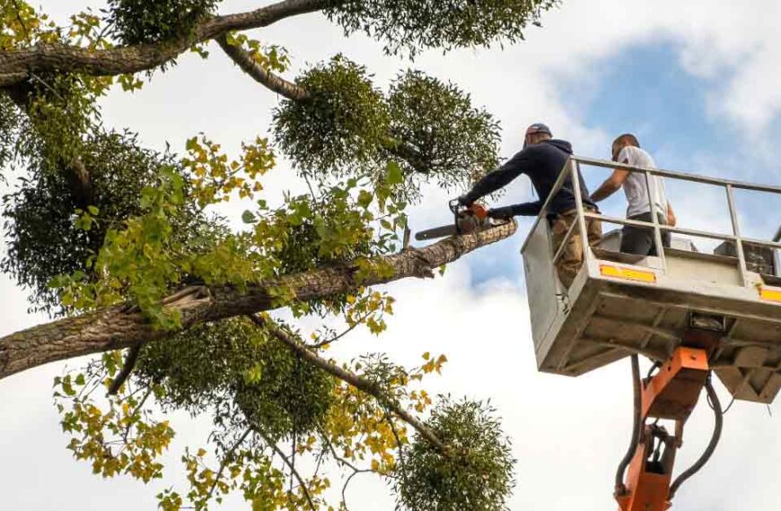 Best Tree Services in Daytona Beach, FL for Property Owners | Tree Trimming Services in Daytona Beach, FL | Florida Foliage | Tree Removal | Storm Tree Prep in Daytona Beach, FL