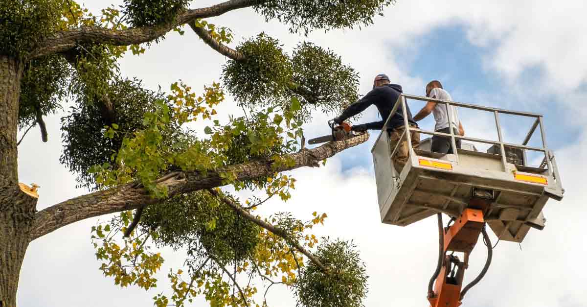 Best Tree Services in Daytona Beach, FL for Property Owners | Tree Trimming Services in Daytona Beach, FL | Florida Foliage | Tree Removal | Storm Tree Prep in Daytona Beach, FL