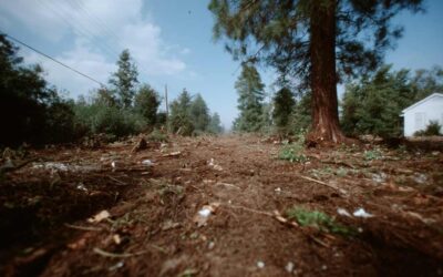 Land Clearing Oak Hill, FL for Home Developers