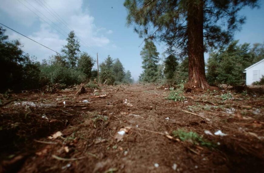 Land Clearing Oak Hill, FL for Home Developers | Tree Trimming Services in Daytona Beach, FL | Florida Foliage | Tree Removal | Storm Tree Prep in Central FL