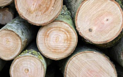 Best Grapple Truck Tree Cleanup in Daytona Beach, FL