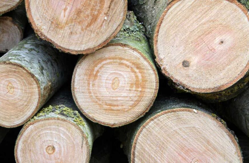 Best Grapple Truck Tree Cleanup in Daytona Beach, FL | Tree Trimming Services in Daytona Beach, FL | Florida Foliage | Tree Removal | Storm Tree Prep in Daytona Beach, FL