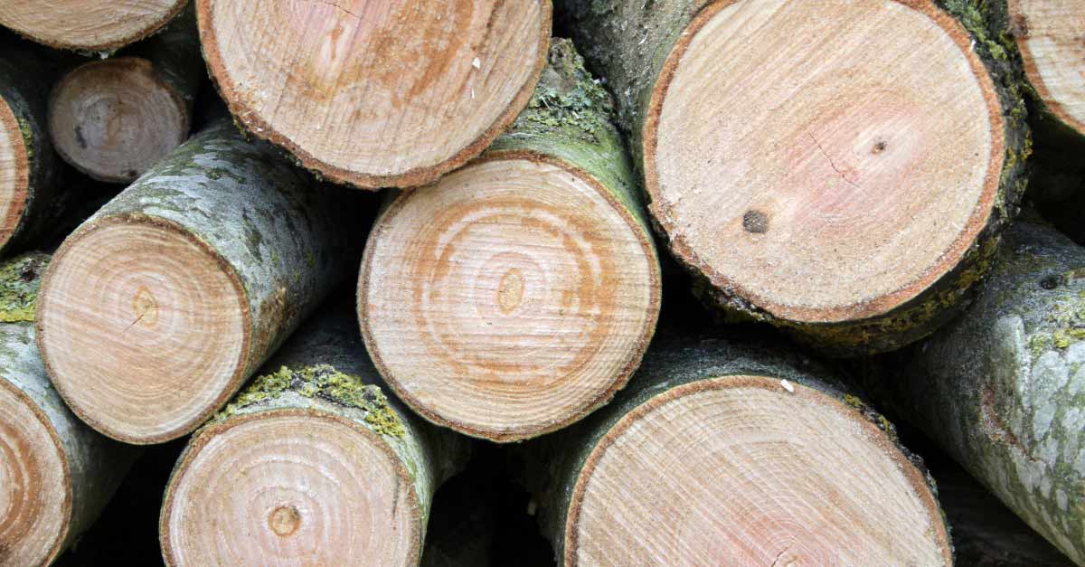 Best-Grapple-Truck-Tree-Cleanup-in-Daytona-Beach,-FL Best Grapple Truck Tree Cleanup in Daytona Beach, FL | Tree Trimming Services in Daytona Beach, FL | Florida Foliage | Tree Removal | Storm Tree Prep in Daytona Beach, FL