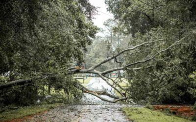 Best Storm Cleanup Using Grapple Trucks in Daytona Beach, FL