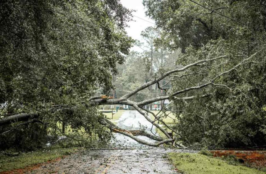 Best Storm Cleanup Using Grapple Trucks in Daytona Beach, FL | Tree Trimming Services in Daytona Beach, FL | Florida Foliage | Tree Removal | Storm Tree Prep in Daytona Beach, FL