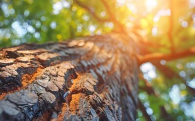 Best Tree Maintenance for Homes in Daytona Beach, FL