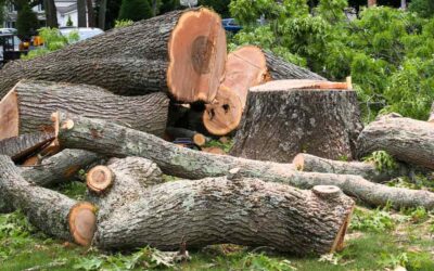 Best Tree Removal Solutions in Daytona Beach, FL