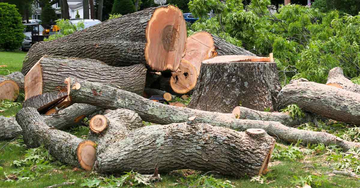 Best Tree Removal Solutions in Daytona Beach, FL | Tree Trimming Services in Daytona Beach, FL | Florida Foliage | Tree Removal | Storm Tree Prep in Daytona Beach, FL