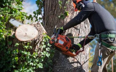 Top Commercial Tree Projects in Daytona Beach, FL