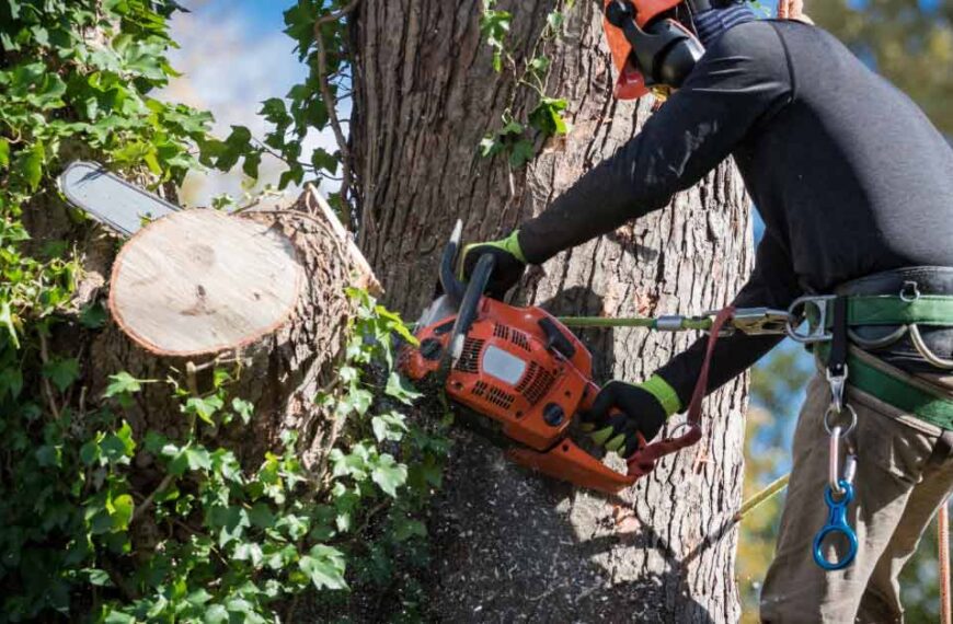 Top Commercial Tree Projects in Daytona Beach, FL | Tree Trimming Services in Daytona Beach, FL | Florida Foliage | Tree Removal | Storm Tree Prep in Daytona Beach, FL
