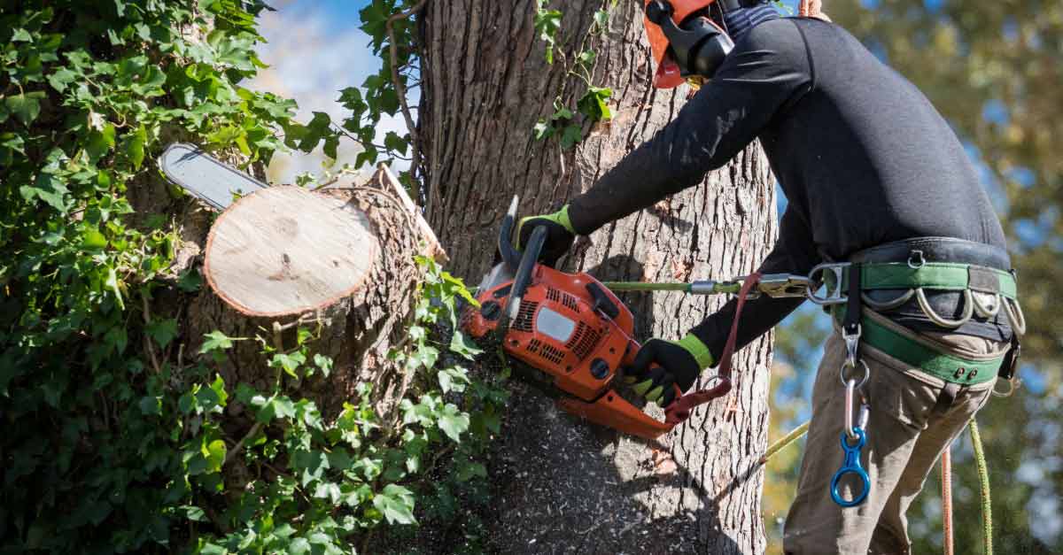 Top-Commercial-Tree-Projects-in-Daytona-Beach,-FL Top Commercial Tree Projects in Daytona Beach, FL | Tree Trimming Services in Daytona Beach, FL | Florida Foliage | Tree Removal | Storm Tree Prep in Daytona Beach, FL
