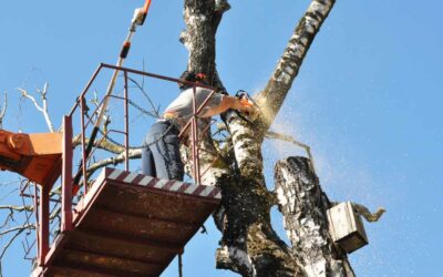 Top Reasons to Hire Tree Experts in Daytona Beach, FL