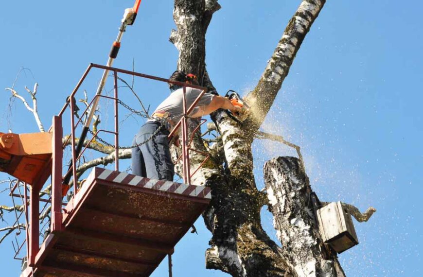 Top Reasons to Hire Tree Experts in Daytona Beach, FL | Tree Trimming Services in Daytona Beach, FL | Florida Foliage | Tree Removal | Storm Tree Prep in Daytona Beach, FL