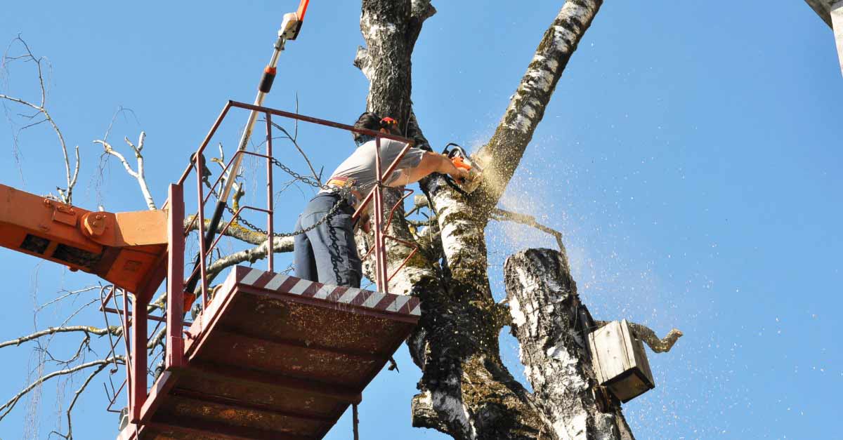 Top Reasons to Hire Tree Experts in Daytona Beach, FL | Tree Trimming Services in Daytona Beach, FL | Florida Foliage | Tree Removal | Storm Tree Prep in Daytona Beach, FL
