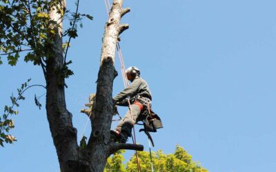 Top Tree Service Company in Daytona Beach, FL Guide