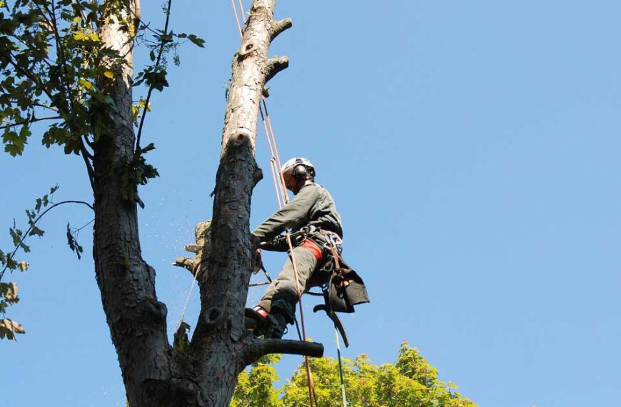 Top Tree Service Company in Daytona Beach, FL Guide | Tree Trimming Services in Daytona Beach, FL | Florida Foliage | Tree Removal | Storm Tree Prep in Daytona Beach, FL