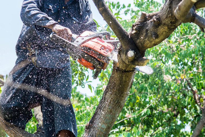 Affordable Tree Services in Daytona Beach, FL Guide Affordable Tree Services in Daytona Beach, FL Guide | Tree Trimming Services in Daytona Beach, FL | Florida Foliage | Tree Removal | Storm Tree Prep in Daytona Beach, FL