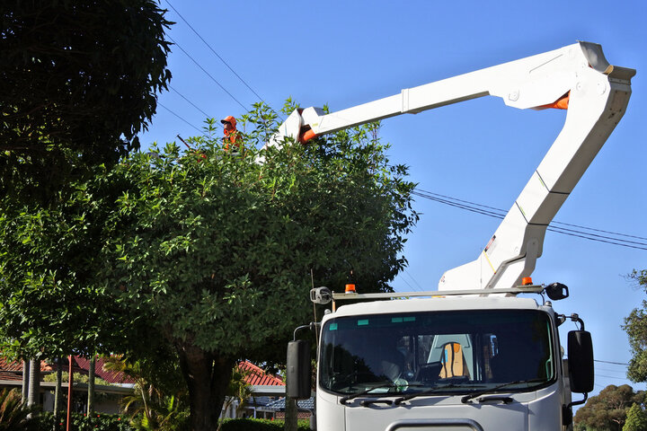 Commercial Tree Services in Daytona Beach, FL Solutions | Tree Trimming Services in Daytona Beach, FL | Florida Foliage | Tree Removal | Storm Tree Prep in Daytona Beach, FL