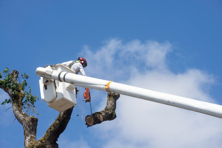 Local Tree Services in Daytona Beach, FL You Can Trust | Tree Trimming Services in Daytona Beach, FL | Florida Foliage | Tree Removal | Storm Tree Prep in Daytona Beach, FL