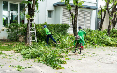 Professional Tree Services in Daytona Beach, FL Explained