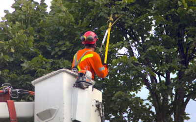 Residential Tree Services in Daytona Beach, FL Tips
