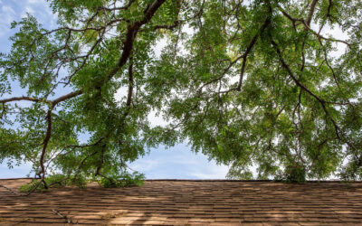 Tree Services in Daytona Beach, FL for Coastal Properties