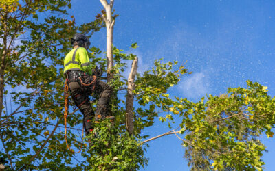 Tree Services in Daytona Beach, FL for Homes and Businesses