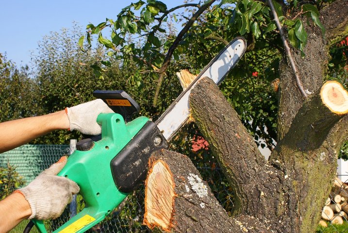 Tree Services in Daytona Beach, FL for Storm Prevention | Tree Trimming Services in Daytona Beach, FL | Florida Foliage | Tree Removal | Storm Tree Prep in Daytona Beach, FL