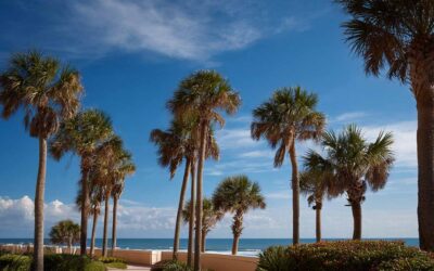 Tree Trimming Services in Daytona Beach FL