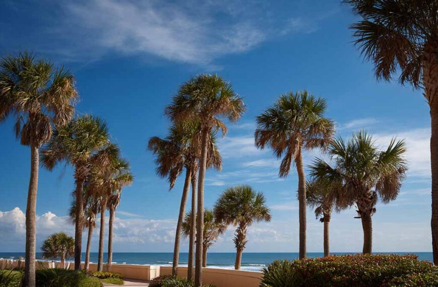 Tree Trimming Services in Daytona Beach FL | Tree Trimming Services in Daytona Beach, FL | Florida Foliage | Tree Removal | Storm Tree Prep in Daytona Beach, FL